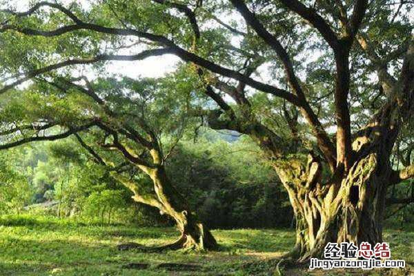 榕树放客厅好不好,有哪些寓意好 榕树放客厅好不好，有哪些寓意