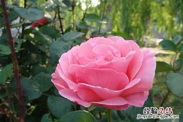 刚买的月季老桩如何种植,方法及注意事项