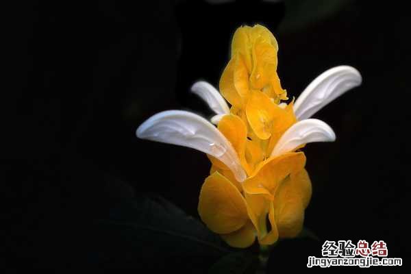 金苞花有几种颜色，高清金苞花图片大全