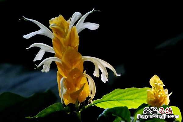 金苞花有几种颜色，高清金苞花图片大全