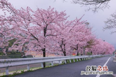 樱花树种植技术与管理 樱花树种植技术