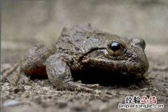 石蛙养殖场地 石蛙养殖场怎么建造