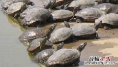 甲鱼繁殖速度 甲鱼繁殖快吗