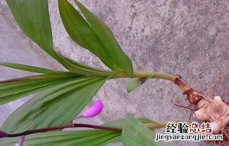 白芨繁殖方式 白芨的繁殖方法