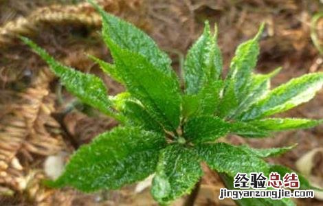 三七的种植条件 三七种植条件及技术要点