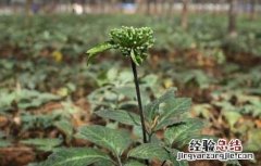 三七的种植条件 三七种植条件及技术要点