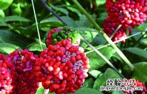 三七的种植条件 三七种植条件及技术要点