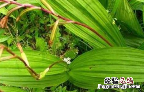 白芨种子繁殖技术视频 白芨种子繁殖技术