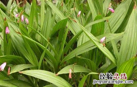 白芨的生长特点 白芨的生长习性