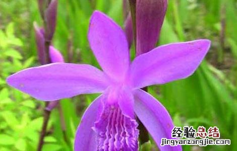 白芨的生长特点 白芨的生长习性