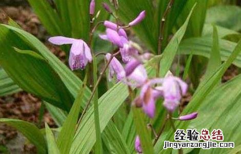 白芨的生长特点 白芨的生长习性