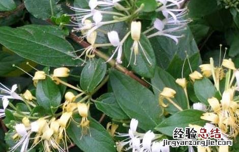 金银花的产地有哪些 金银花的产地有哪些国家