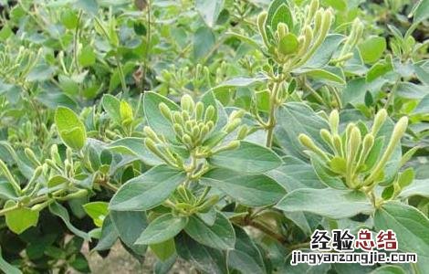 金银花的产地有哪些 金银花的产地有哪些国家