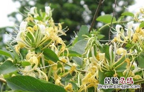 金银花的产地有哪些 金银花的产地有哪些国家