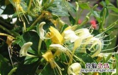 金银花的产地有哪些 金银花的产地有哪些国家