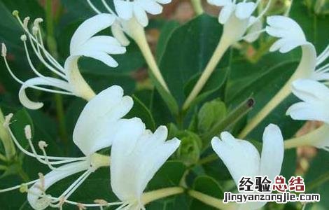 金银花的产地有哪些 金银花的产地有哪些国家