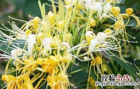 金银花的产地有哪些 金银花的产地有哪些国家