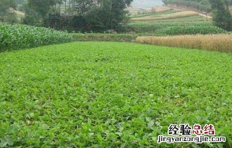 半夏种子处理方法 半夏种子怎么留