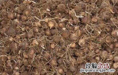 半夏种子处理方法 半夏种子怎么留