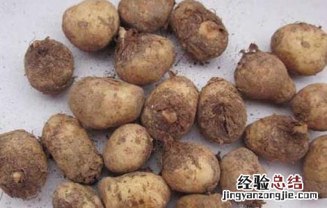 半夏种子处理方法 半夏种子怎么留
