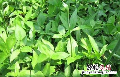 半夏种子处理方法 半夏种子怎么留