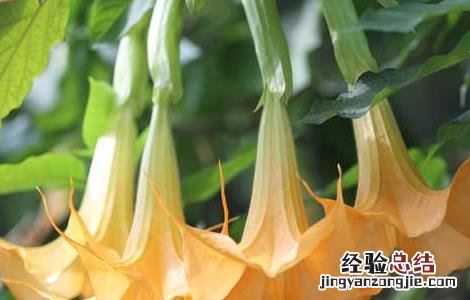 曼陀罗花语是什么 曼陀罗花的花语和象征意义