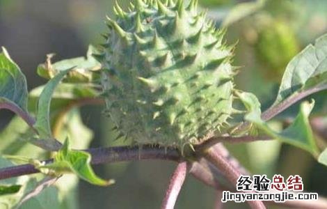 曼陀罗花语是什么 曼陀罗花的花语和象征意义