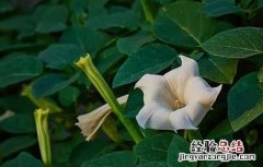 曼陀罗花语是什么 曼陀罗花的花语和象征意义