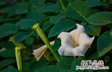 曼陀罗花语是什么 曼陀罗花的花语和象征意义