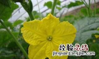 黄瓜花能吃吗 黄瓜花可以吃吗