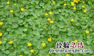 荇菜能吃吗 荇菜是否能吃