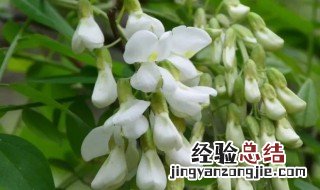 洋槐花能吃吗 洋槐花食用禁忌