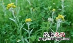 鼠曲草怎么吃 鼠曲草如何吃