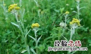 鼠曲草怎么吃 鼠曲草如何吃