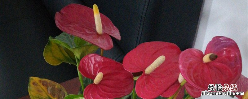 9月开什么花 9月开什么花简笔画