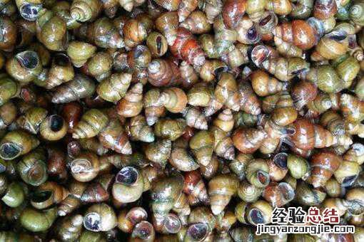 田螺吃什么食物怎么养 田螺吃什么食物