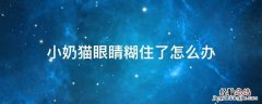 小奶猫一只眼睛糊住了怎么办 小奶猫眼睛糊住了怎么办