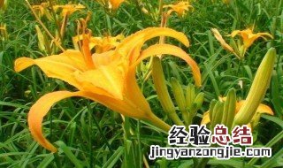 黄花菜为什么叫忘忧草 黄花菜就是传说中的忘忧草