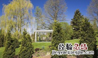 适合种在后院的树种 送给需要的你