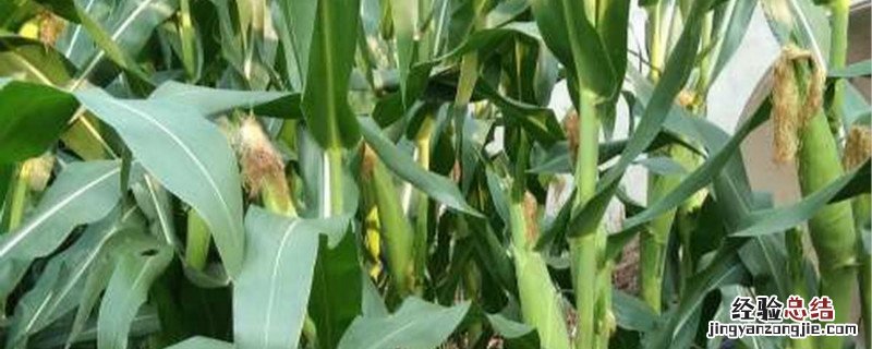 玉米种子繁殖方式 玉米种殖方法