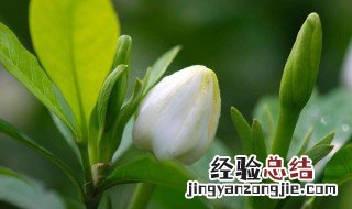 栀子花为啥不吉利 栀子花为啥不吉利,有什么寓意和传说