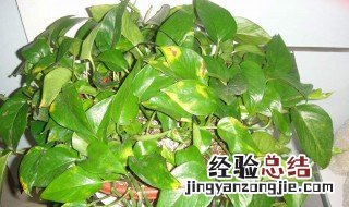 绿萝叶子发黄怎么回事? 绿萝叶子发黄怎么回事