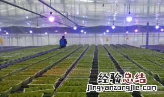 大棚里点蜡烛能防冻吗 大棚点蜡烛增温吗