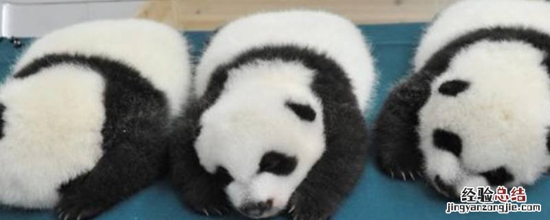 大熊猫的天敌是什么动物? 大熊猫的天敌是什么动物