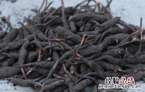 人工种植冬虫夏草技术视频 人工种植冬虫夏草技术