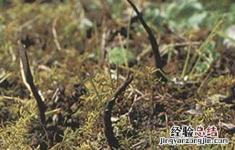 人工种植冬虫夏草技术视频 人工种植冬虫夏草技术