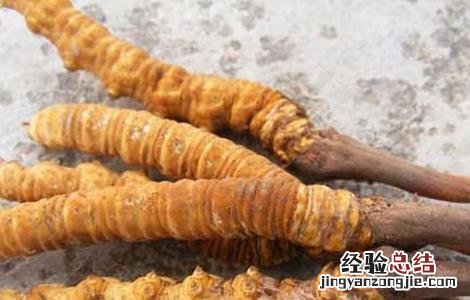 人工种植冬虫夏草技术视频 人工种植冬虫夏草技术