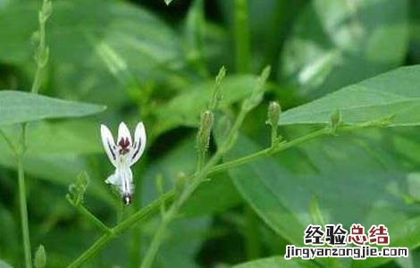 穿心莲种植技术 穿心莲种植技术PPT