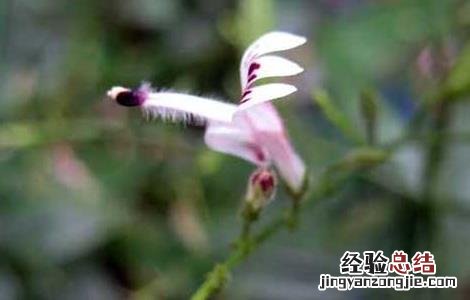 穿心莲种植技术 穿心莲种植技术PPT