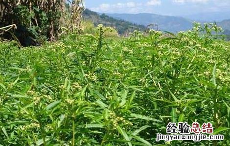 穿心莲种植技术 穿心莲种植技术PPT